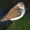 Western Sandpiper